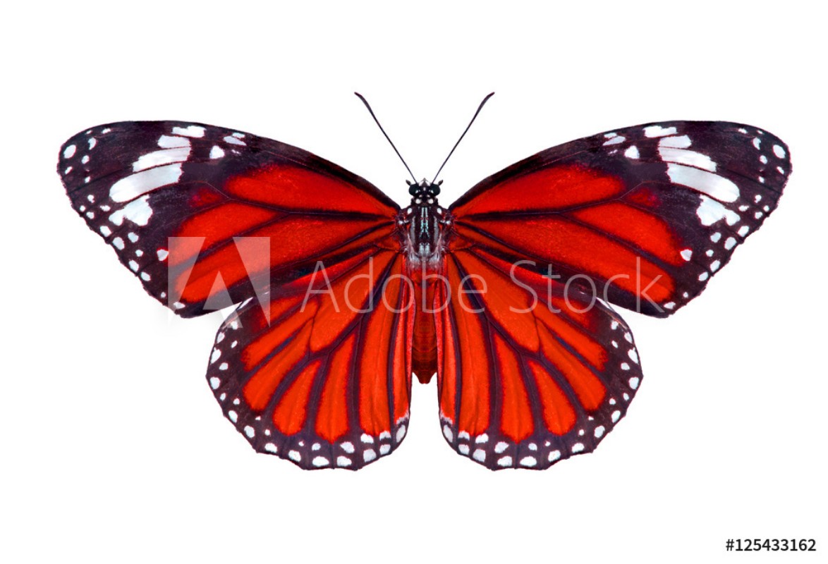 Bild på Butterflies Plain Tiger Butterfly flying up Danaus chrysippusbeautiful butterflies